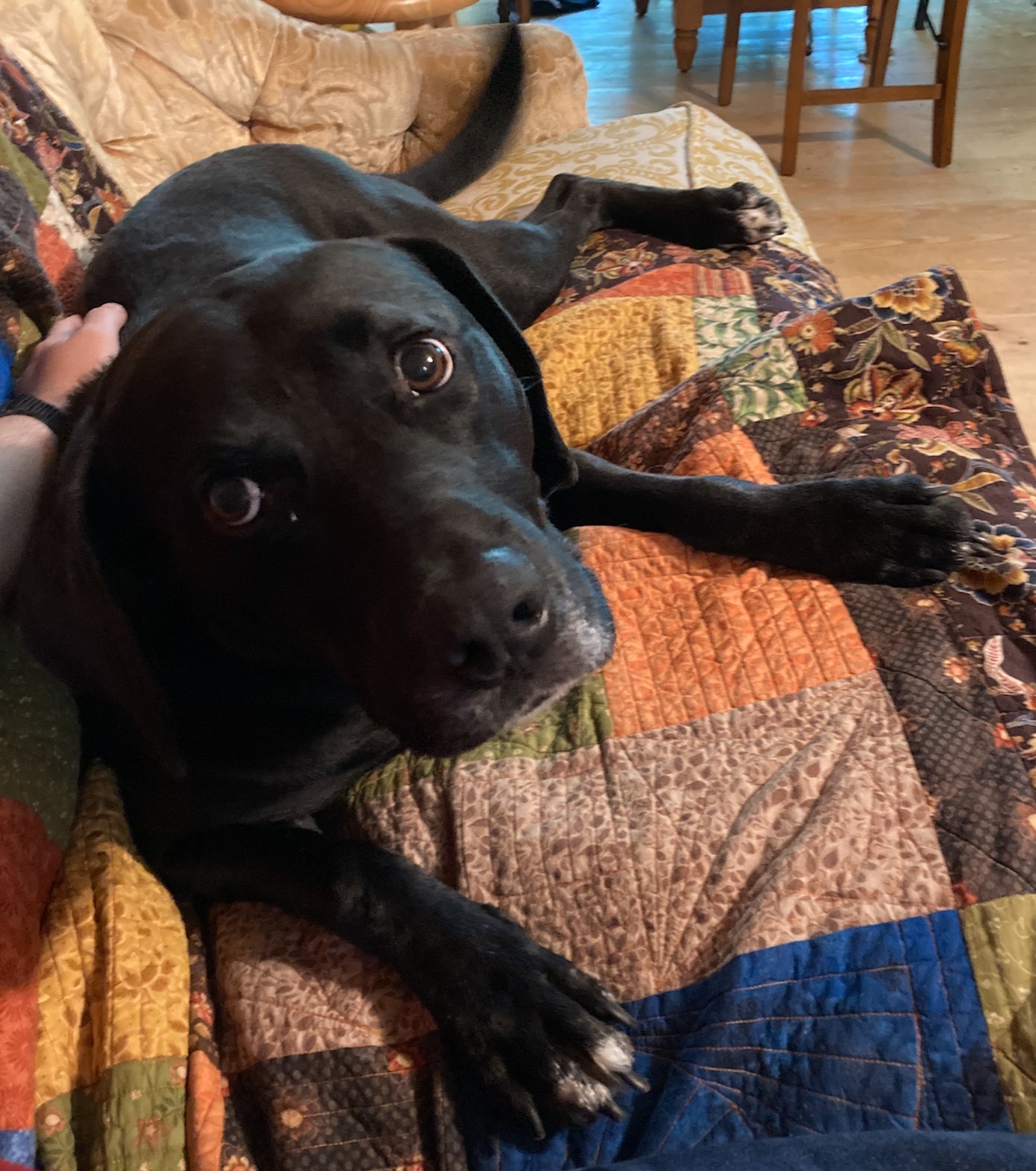 Doug on the couch demanding I take standup with him rather than at my desk